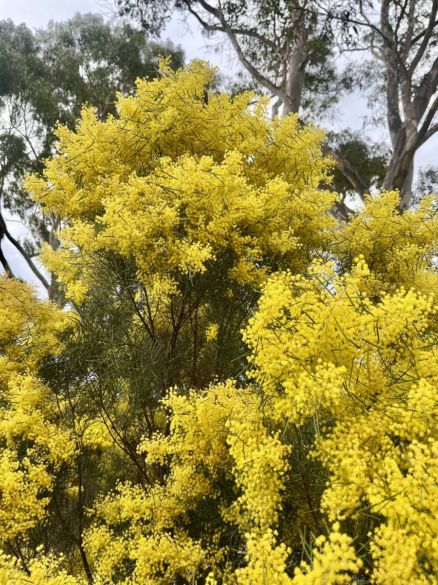 spring in melbourne