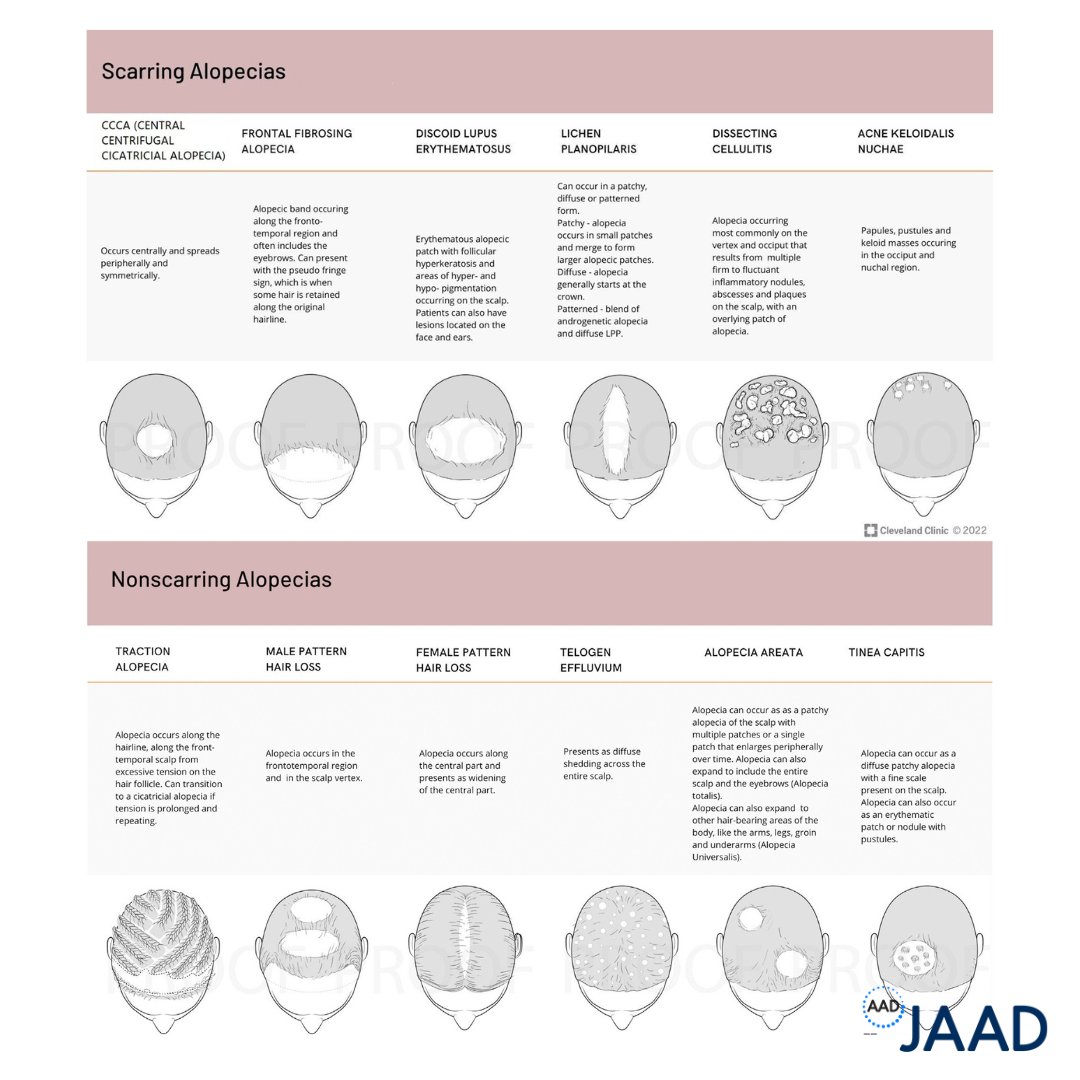 AADmember's tweet photo. Dermatologists can earn up to 8 CME credits in this new @JAADjournals supplement "#Alopecia: A New Frontier" ➡️ Read the articles and take the quiz today! https://t.co/4a50QnA2gl https://t.co/XO3UeESNpq