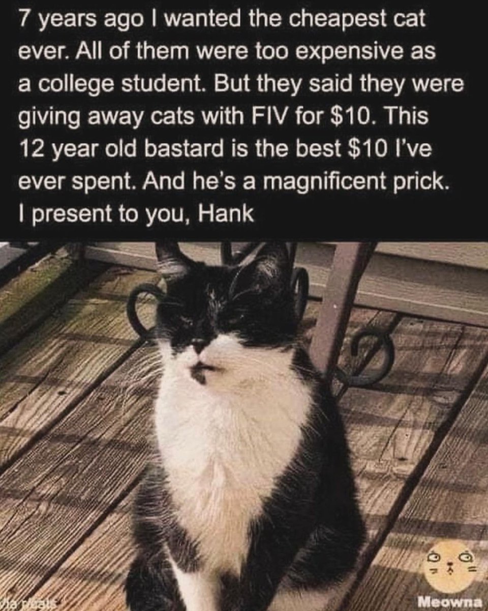 Cats and Kittens (@catsnkittys) on Twitter photo 