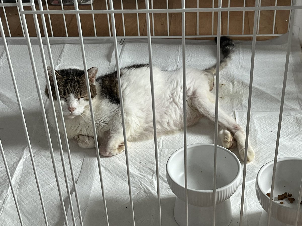 배부르고 졸린 흰살고등어 도로