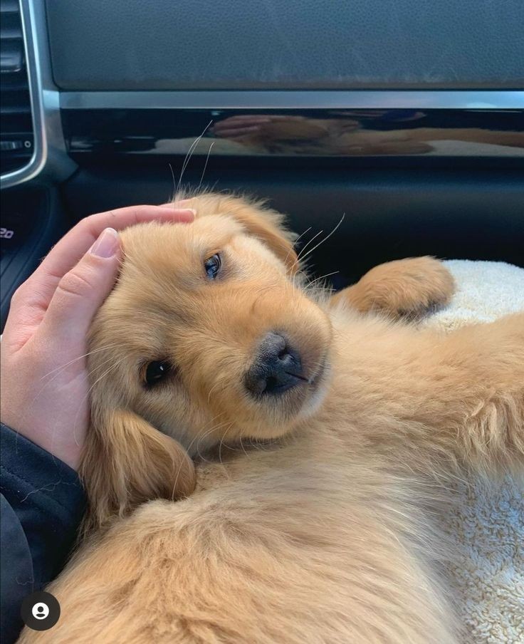 Animal Lover tweet media