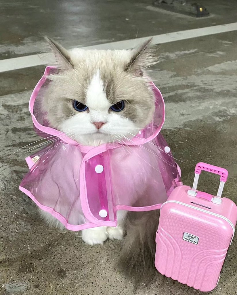 PunchingCat's tweet photo. she has a plane to catch https://t.co/hLIc8BIiA5