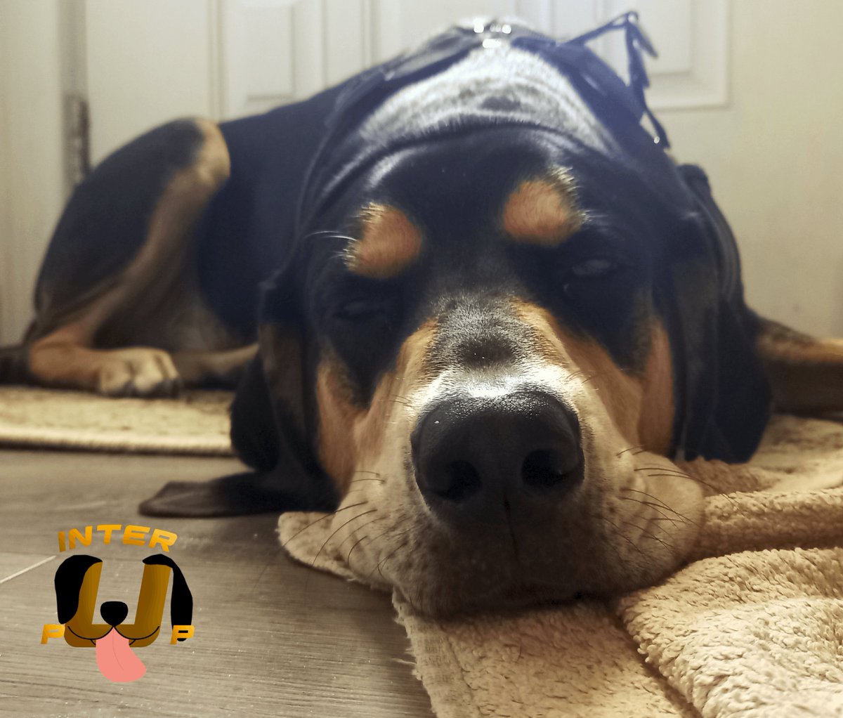 InterPup's tweet photo. This is what happens when you ask him to get off the couch. | James Bean

#InterPup #JamesBean #Puppy #Pup #Dog #PuppyPictures #Beagle #Coonhound #BlackandTan #BlackandTanCoonhound #doggy #pet #mydog #doglover #pupper #bark #spoiled #dogstagram #dogsofinstagram https://t.co/2XeBTd1ewd