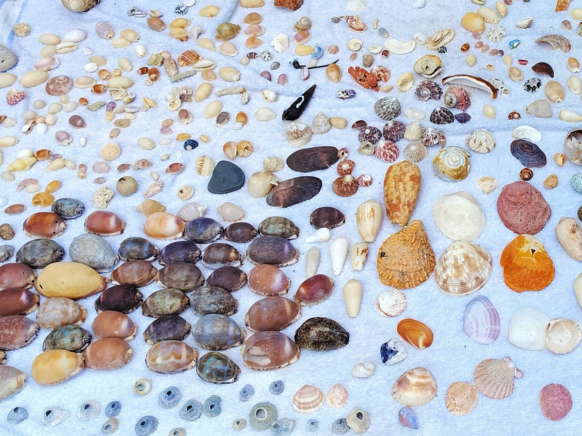 #conchyliophiliste 

Du latin conchylium (« coquillage ») et du grec ancien φίλος, phílos (« ami, personne qui aime »). ... Personne collectionnant des coquillages.