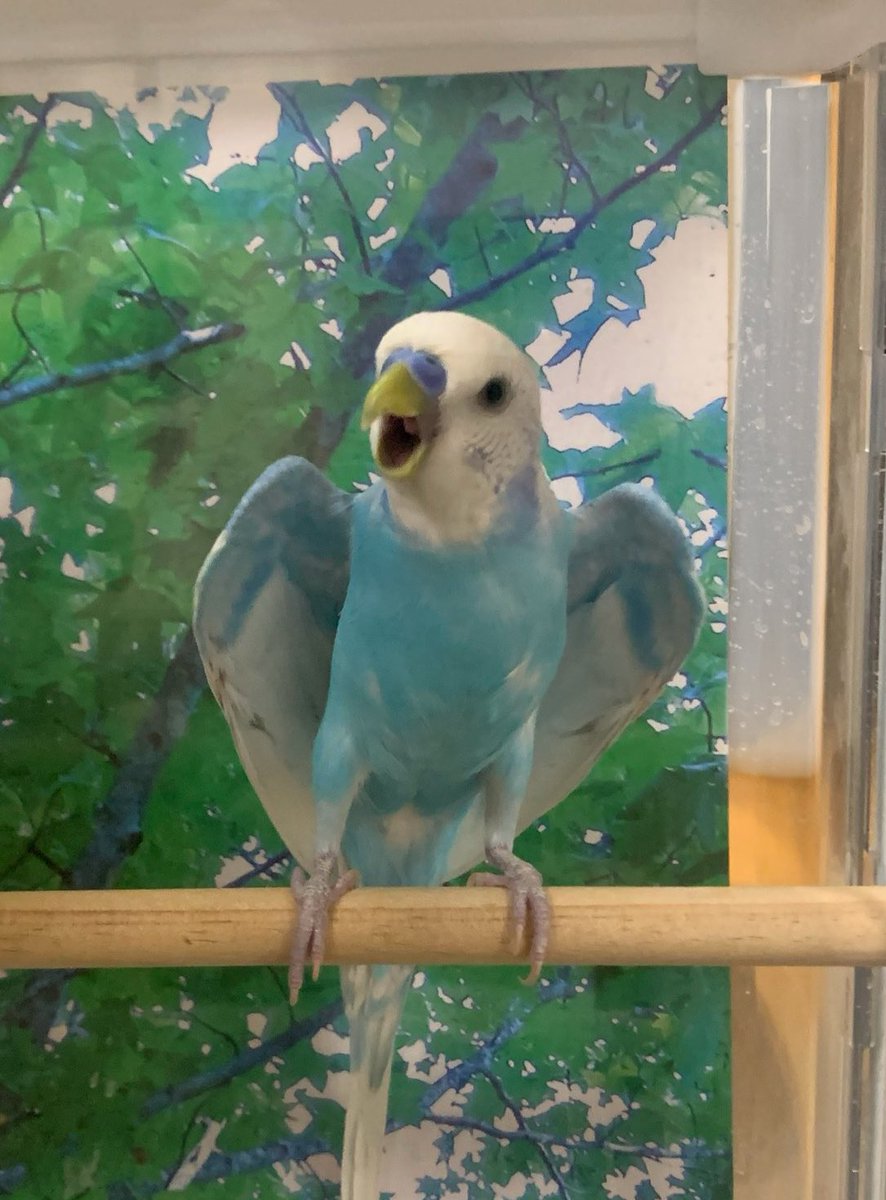 mittuttu's tweet photo. 激おこセイちゃんと
激おこシマエナガ🐦
#セキセイインコ
#シマエナガ
#インコ好き https://t.co/UZmtL0IBJj
