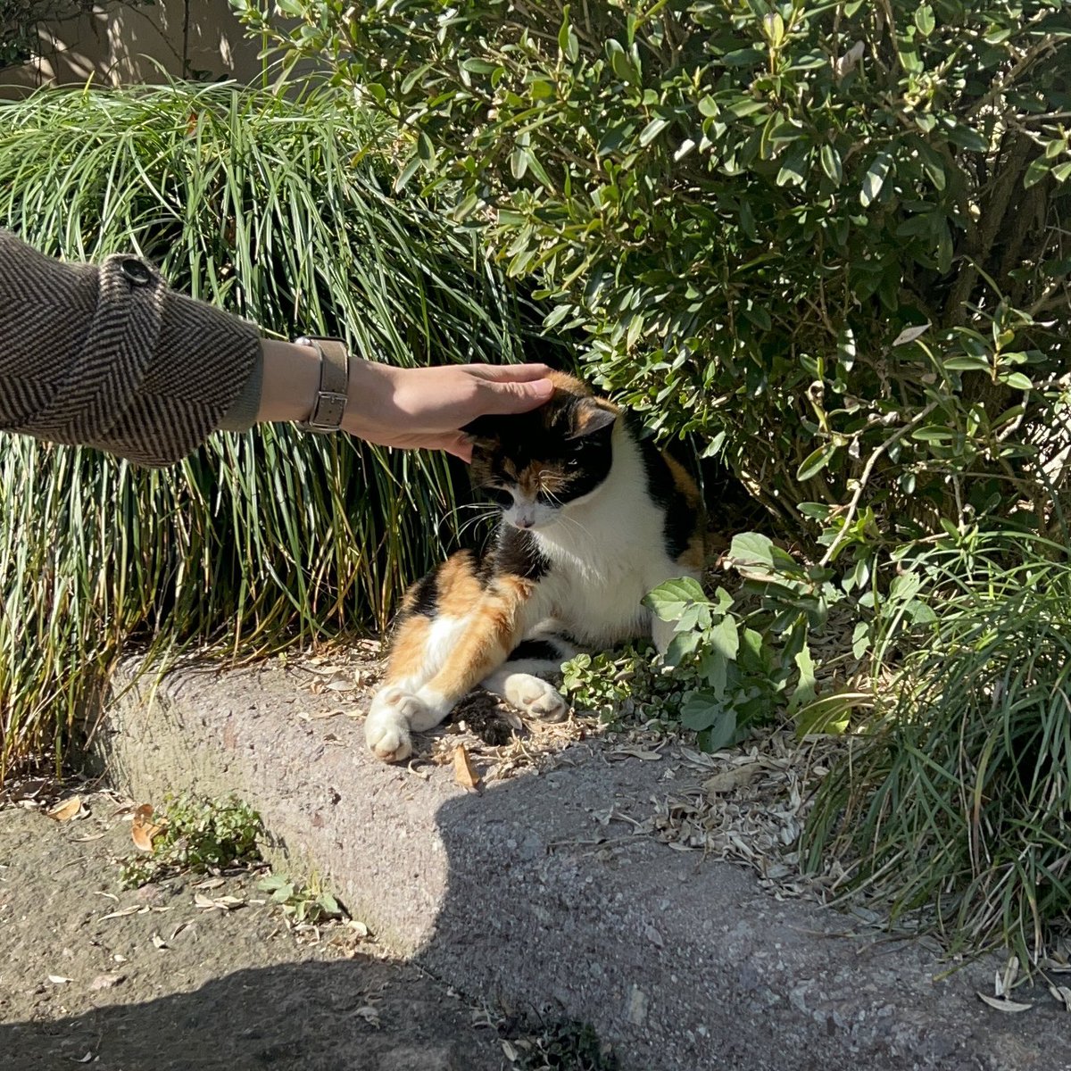 去年冬天，还没想到自己会拥有可爱小猫！🐈 https://t.co/weXUGqYrBS
