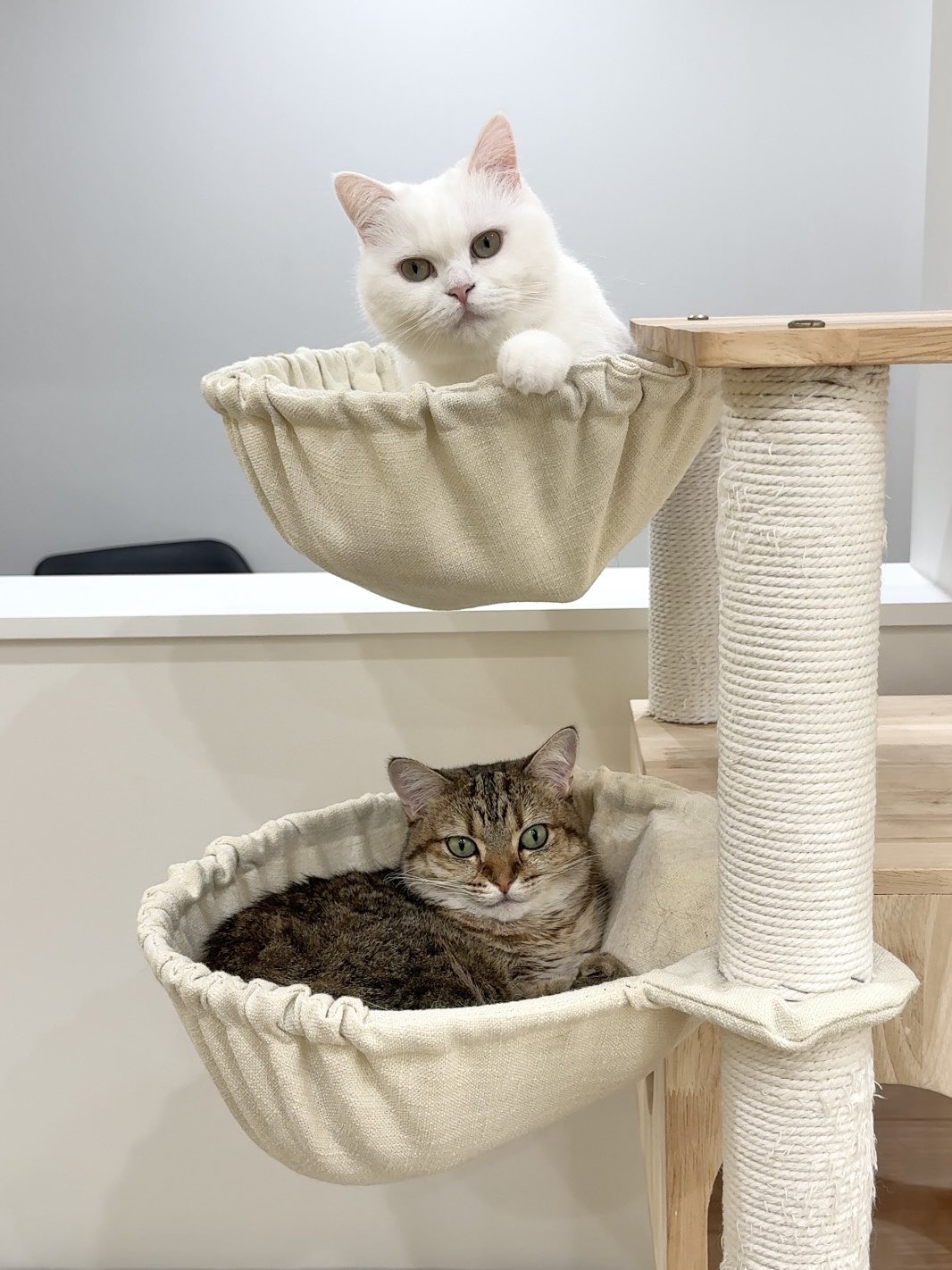 ☆ポムさん☆専用 ポムさん専用 印刷ミス⁉︎白表紙の旧裏