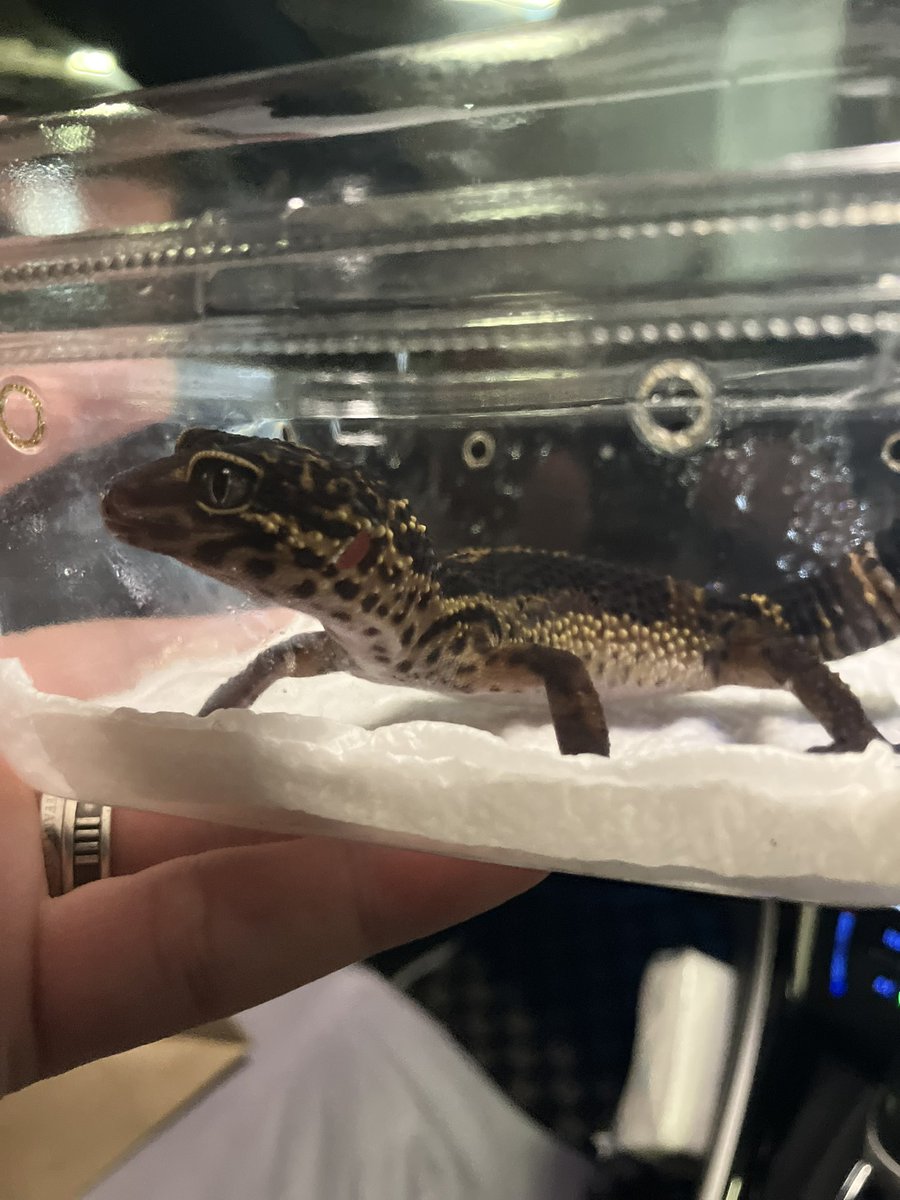 i1I0TR3MW3zDIye's tweet image. @KnightGecko 
本日、近レプにてブラックナイトお迎えしました。
凄く可愛く一目惚れです🤩