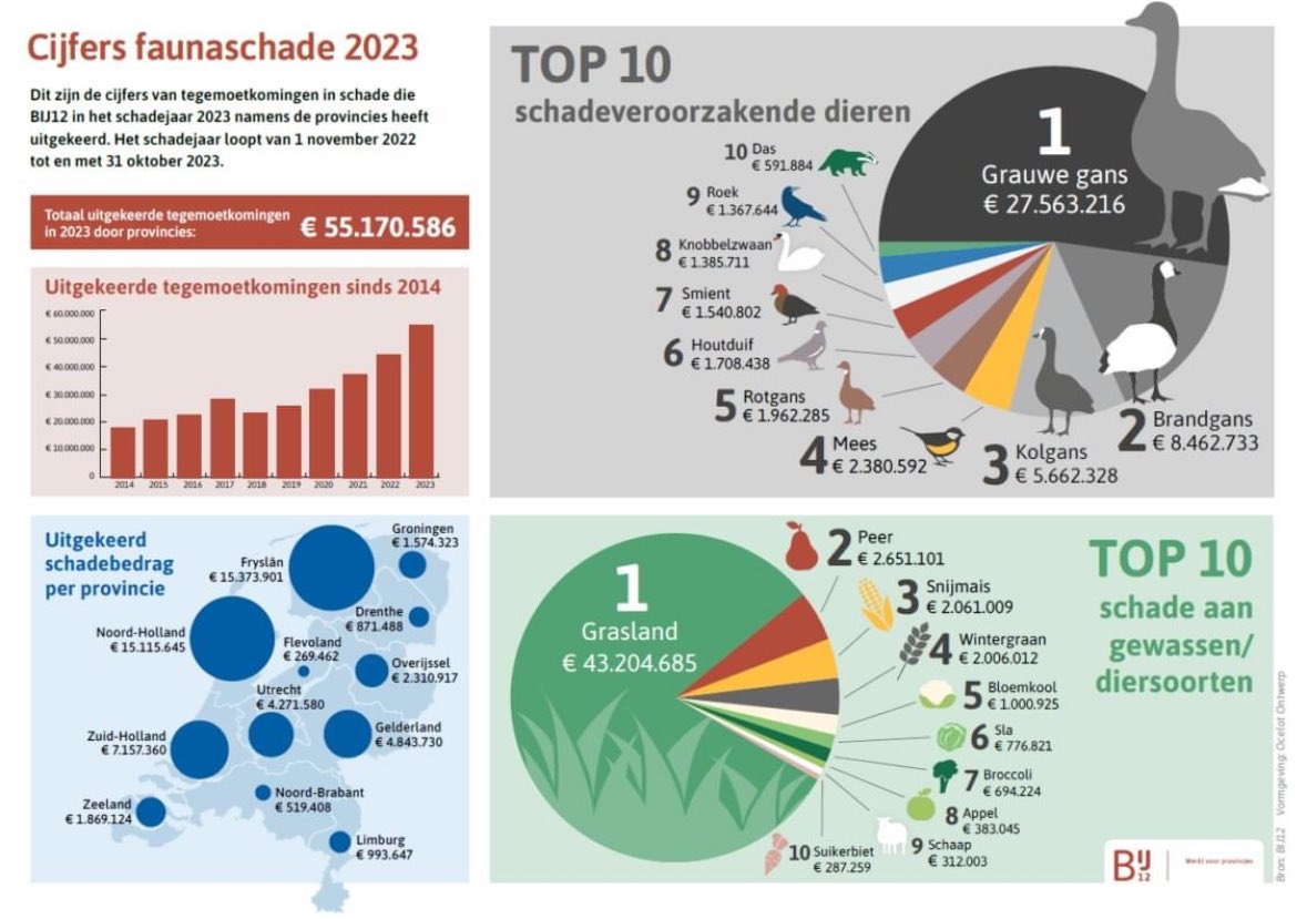 Bij12 keerde in 2023 ruim 55 mln euro uit als tegemoetkoming van schade in de landbouwgewassen. Bedrag stijgt nog steeds. De werkelijke schade ligt nog hoger. De gans speelt hier al jarenlang de hoofdrol.