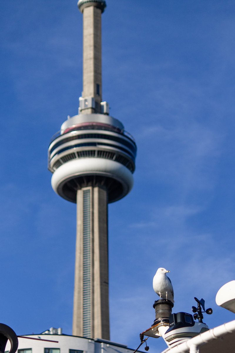 rukhsar jaffer tweet media