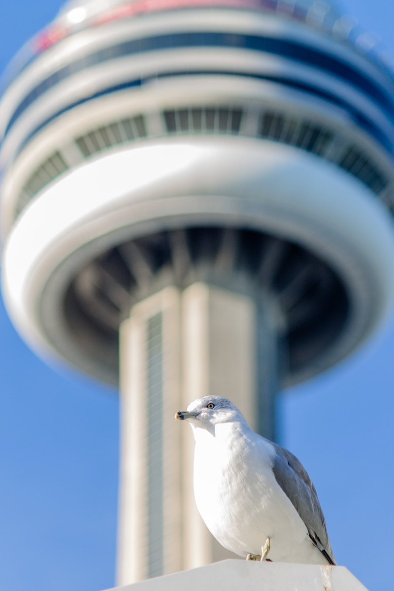 rukhsar jaffer tweet media