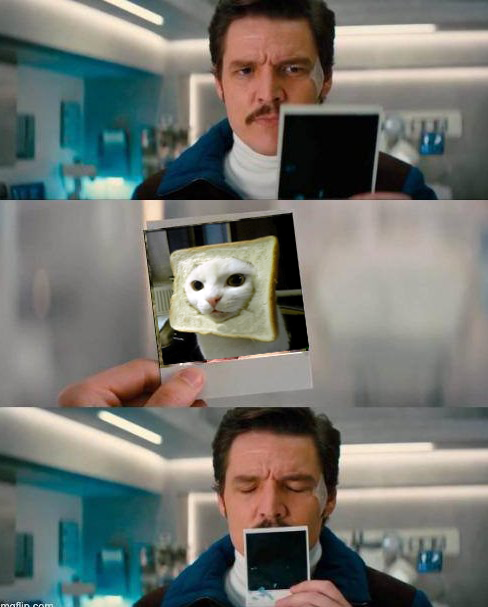 INBREDCATONSOL's tweet photo. the cat brainwashed me 🍞🫵😹🍞
$INBRED https://t.co/vNwTIDcLcp