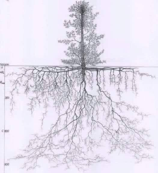 pierpi13's tweet photo. Un albero "vecchio":
- assorbe circa 22 kg di CO2 all'anno e produce ossigeno sufficiente per due persone.
- stabilizza il terreno e previene l'erosione. Le radici aumentano la capacità di trattenere l'acqua nel terreno.
- riflettono e assorbono parte della luce solare che aiuta a rinfrescare l'ambiente Un singolo albero può avere l'effetto rinfrescante di dieci condizionatori d'aria.
- Contribuisce alla formazione delle nubi e quindi ha un impatto positivo sul microclima locale e sulle precipitazioni.
- le foglie che cadono a terra, si spezzano e servono da foraggio per il terreno. Promuove la fertilità del suolo e sostiene la crescita di altre piante.