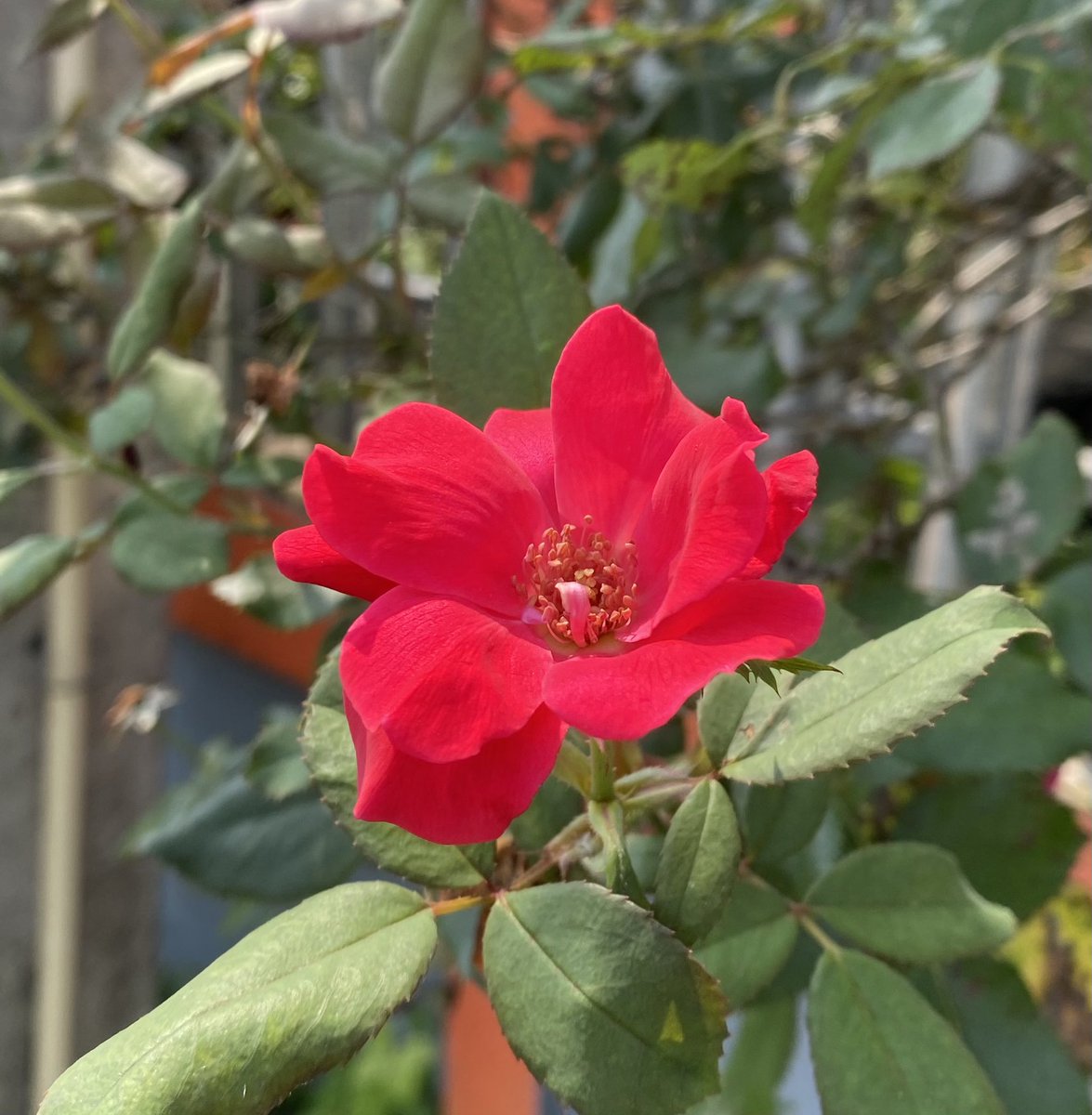 akom25785's tweet image. 