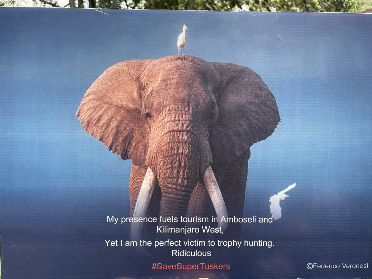 paulakahumbu's tweet image. @WildCRU_Ox 1/5
Would the world allow Stonehenge to be sold off stone by stone? No. So why should Africa’s most iconic elephants and lions be auctioned to the highest bidder under the guise of “conservation”? #StopTrophyHunting #ConservationNotExploitation