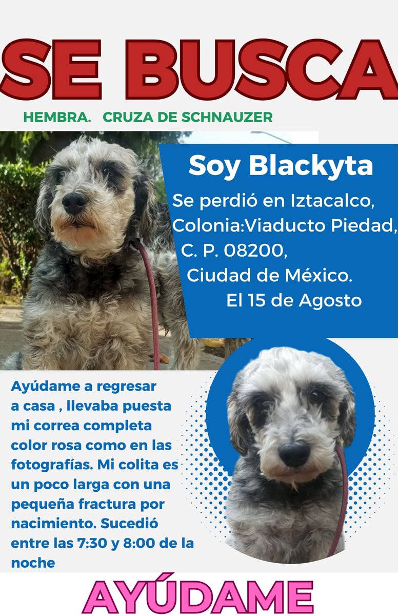 Caruto_2118's tweet photo. @Santiago_Arau ‼️🚨Por favor ayuda, sigo buscando a mi perrita extraviada 😭aún no hemos tenido noticias de ella; Iba corriendo mucho hacia la Avenida Presidente Plutarco Elías Calles y cerca de la estación del Metrobús Andrés Molina en la Ciudad de México, si la ven o la tienen avísennos. https://t.co/Sr8V8Cer4b