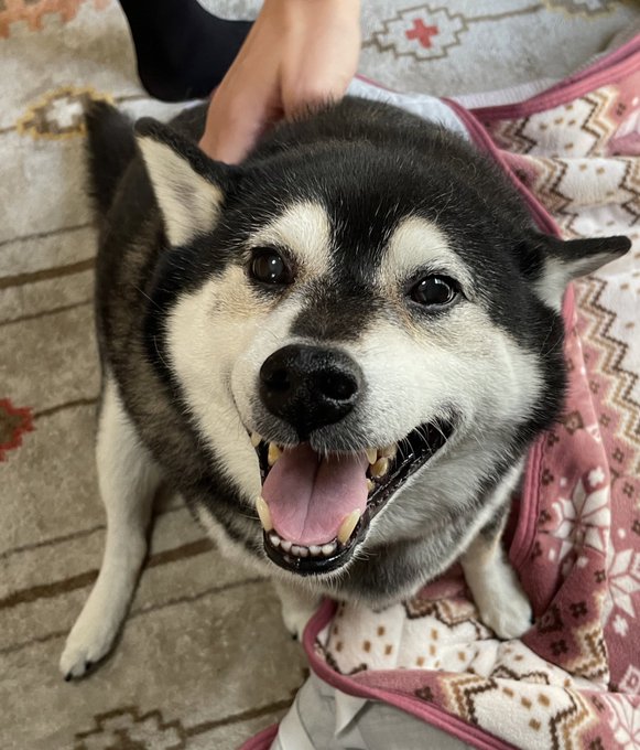 僕の友達に構ってもらってるワンワンと遊びに来てくれない日のワンワンです
俺じゃダメなんか!!! 