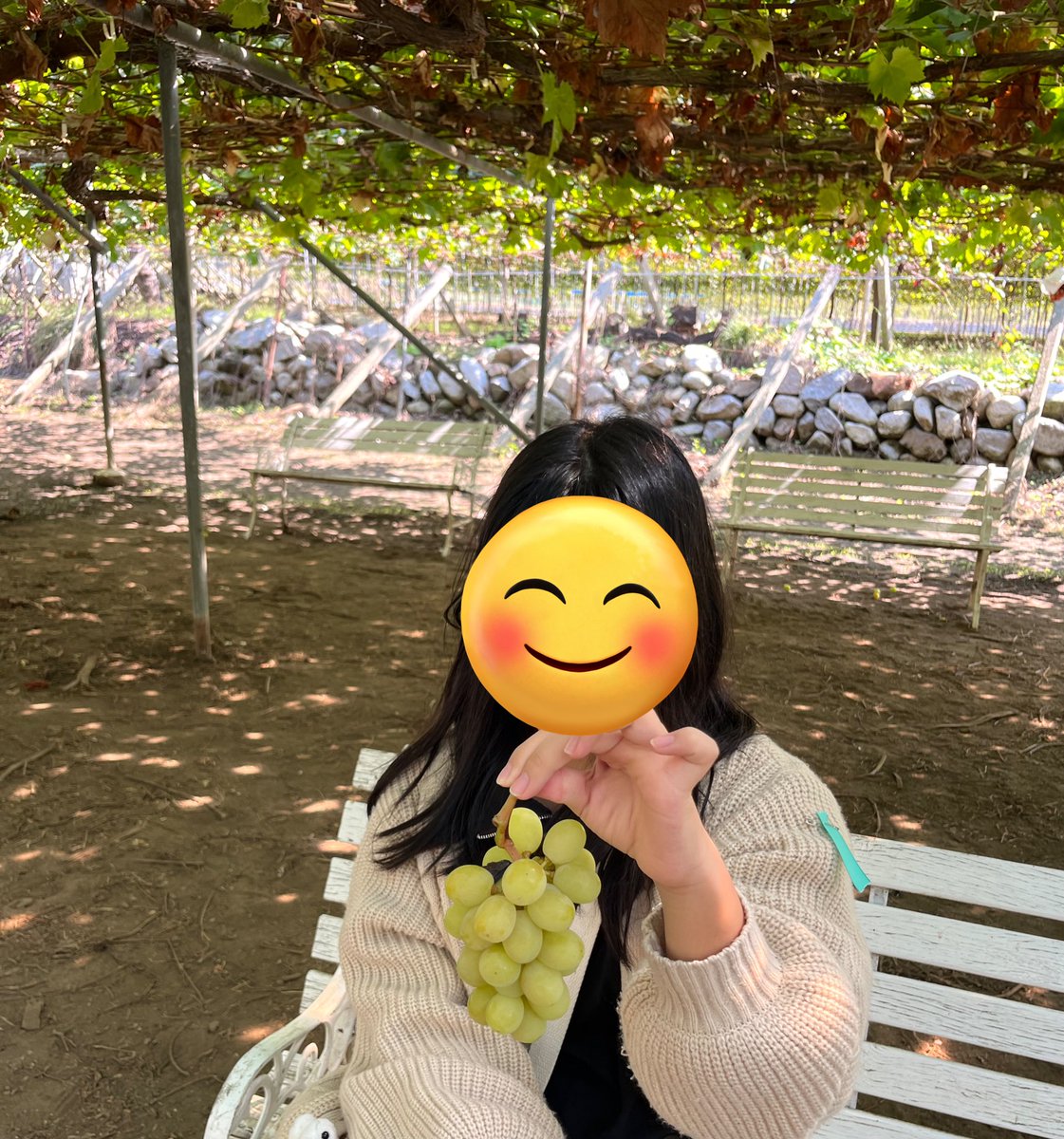 YZF_Uber's tweet photo. シャインマスカット狩りに来ました🍇
とても美味しくいただきました☺️

ヨッメとムッスメが山梨に関係ない
牡蠣に興奮して買ってました😇😇😇 https://t.co/LjMqj3Evim
