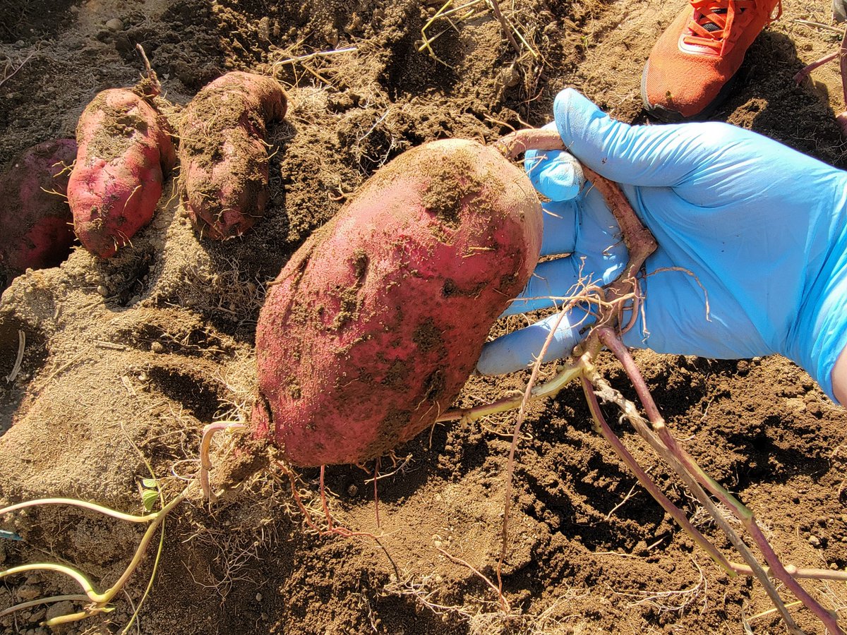 谷山紀章さんへ　芋掘りしました🍠