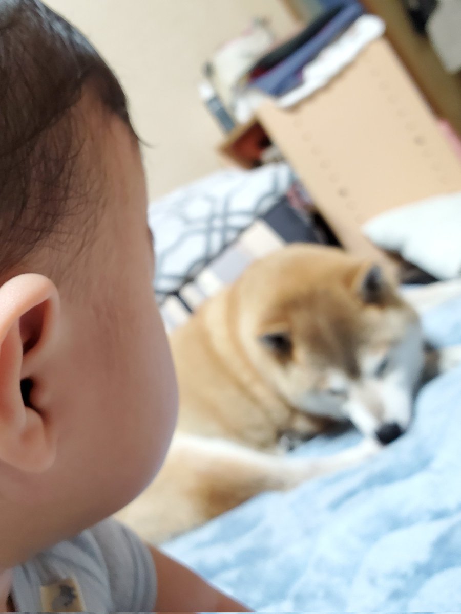 dantyo_oh's tweet photo. 家族がてんやわんやする中心が自分ではなくなってちょっと面白くないけど、賑やかさの輪にはそっと加わってくる控えめな犬と、それを見つめるしもぶくれ https://t.co/gVSqyRT6Gn