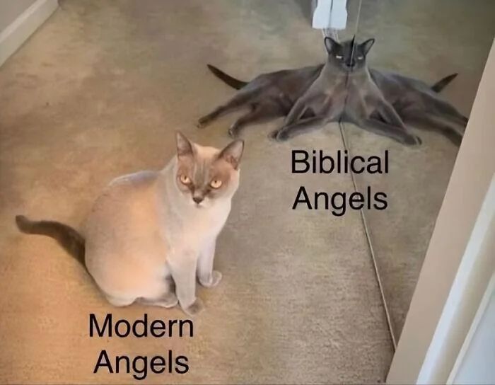 WholesomeMeme's tweet photo. https://t.co/32MrZrz1jC
