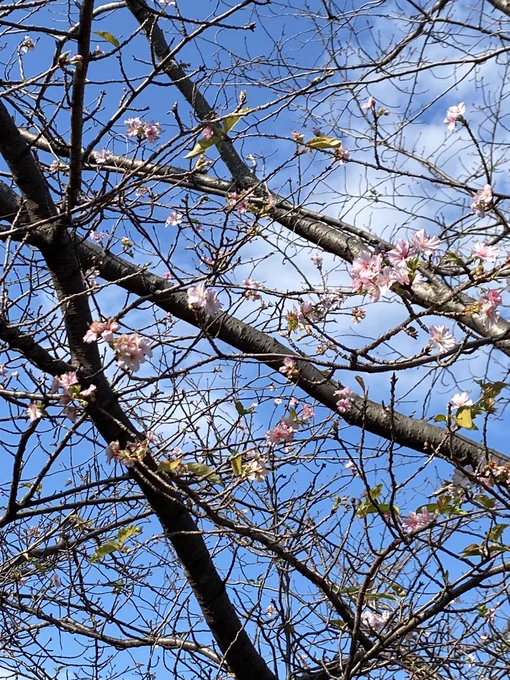 桜咲いてたし 