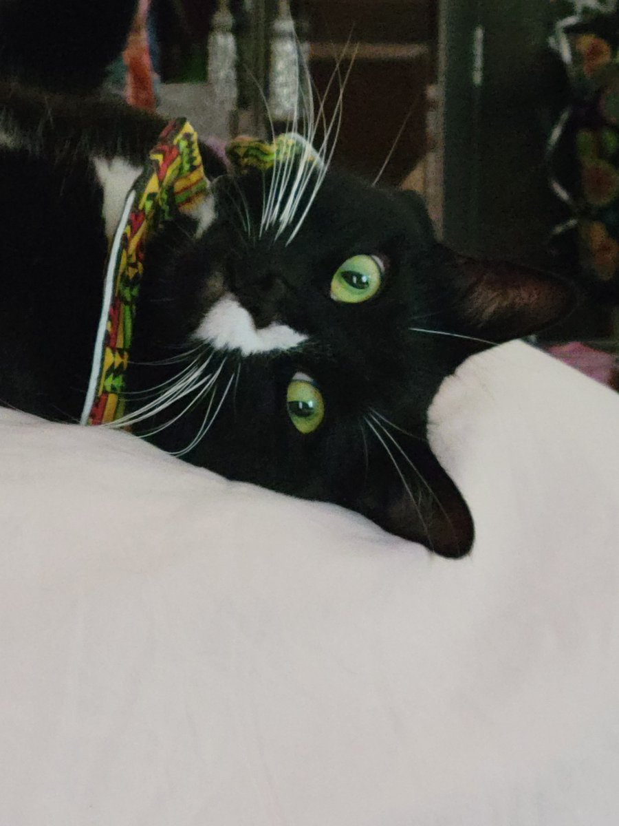 MrElsoCat tweet media