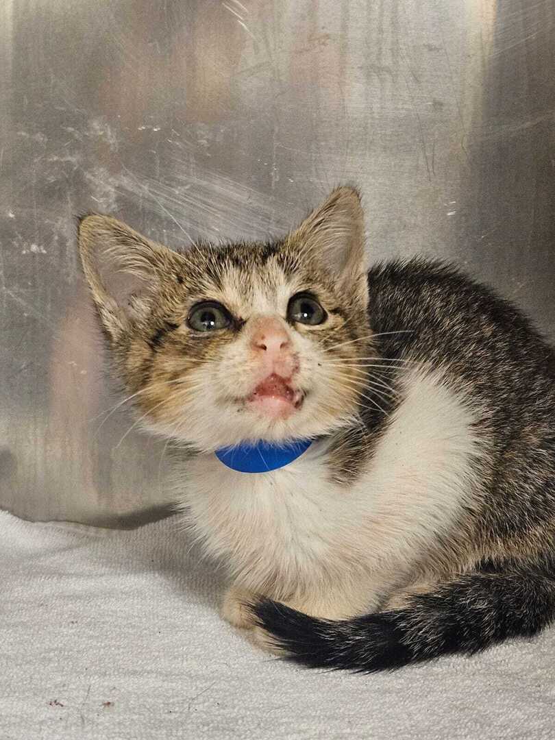 ❤️RESCUE AND PLEDGES NEEDED ❤️
This is Travis. He has an injury that looks like his lower jaw is degloved or broken. Please Share and Pledge to help him find Rescue! Please help if you can 🙏

ID ?
Cage ?

If you can help, please contact
Cobb County Anim… ift.tt/gPVkxUI
