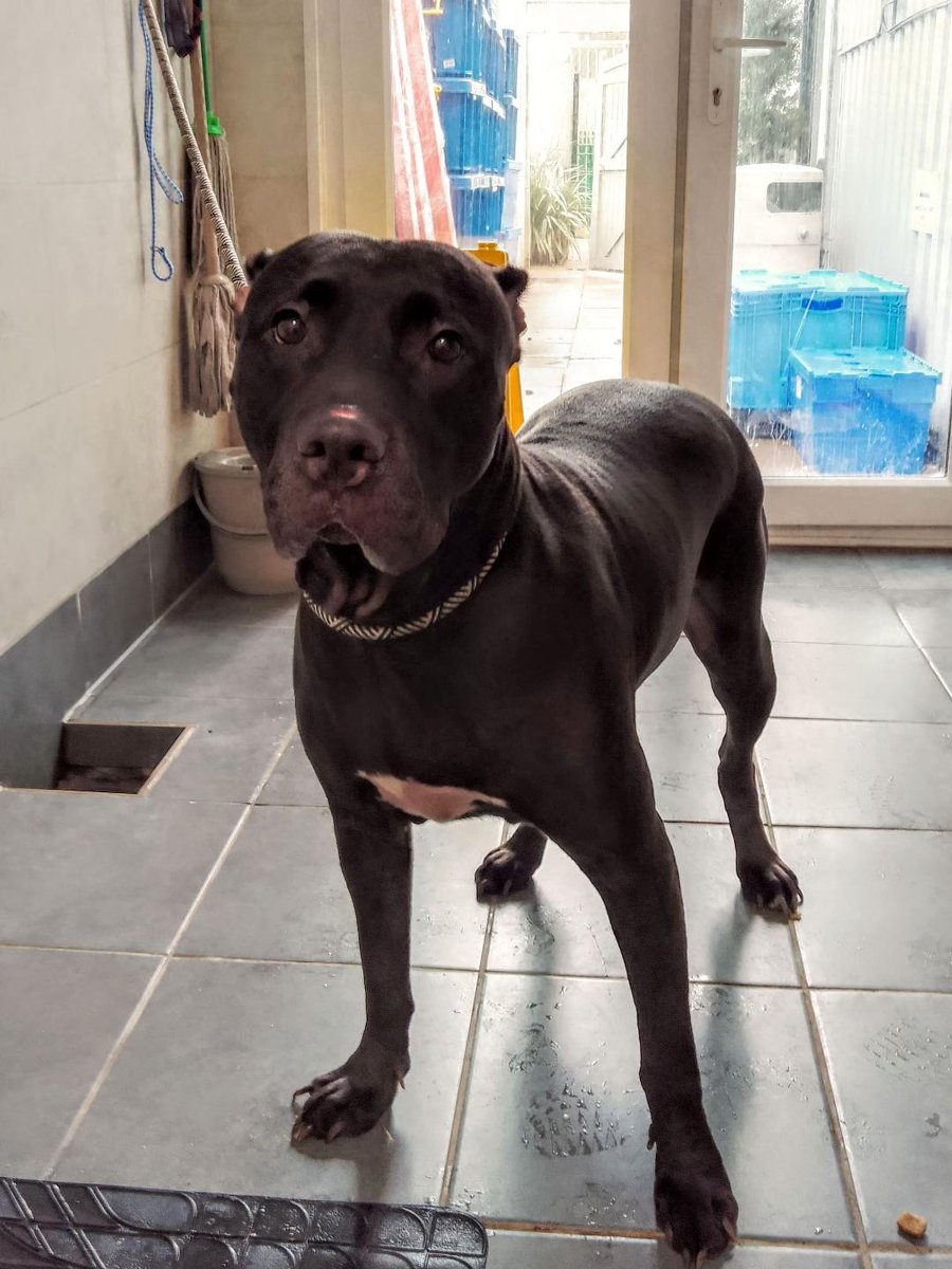 AdoptionsUk's tweet photo. Urgent, please retweet Sun 13 Oct A RISK OF EUTHANASIA IN A COUNCIL POUND, RESCUE SPACE NEEDED, CANNOT BE RE HOME BUT SHARES NEEDED PLEASE  #ENGLAND  #UK 🆘🆘🆘🆘🆘🆘
Please meet Reier, a Bull Breed Cross, who is chipped, an and large girlie. She has found herself in the pound and has a sad story. 
Her Mum passed away a few years ago and rehomed her before passing. However, her new Pawrents did not change her chip details. Reier's at risk of euthanasia from  10th October 2024. PLEASE SHARE NOW!
This little girl has really made an impact on me and I always want to see our pounds reunited or find their rescue space but even more so with Reier. 
If you are a rescue that can offer her a space please contact either Gill Atmeare or Deborah Shepherd. 
REIER CANNOT BE REHOME DIRECTLY TO THE PUBLIC FROM THE POUND.
Contact if you can offer a rescue space 👇👇👇
https://t.co/8E3uiSWbsS

#dogs #dog #pets #animals #Bullbreeds #England #Wales #Scotland #NorthernIreland #dogs #dog #pets #animals #adoptdontshop #Rescuedogs #England #Wales #NorthernIreland #Scotland
@themayhew @AllDogsMatter @willyoung @lorraine @thismorning @missingpetsgb 
@APDAWG1 @HopeRescue @DogsTrust @RSPCA_official @DefraGovUK @UKLabour @Keir_Starmer @ConservativeAWF #Bullbreed #Bullbreeeds #Bully #Bullies #Guildford #Poundies #Rescuedog @Nightowl400 @JaneFallon @rickygervais @liamgallagher @clarebalding @domdyer70 @DrBrianMay @LurcherSOS