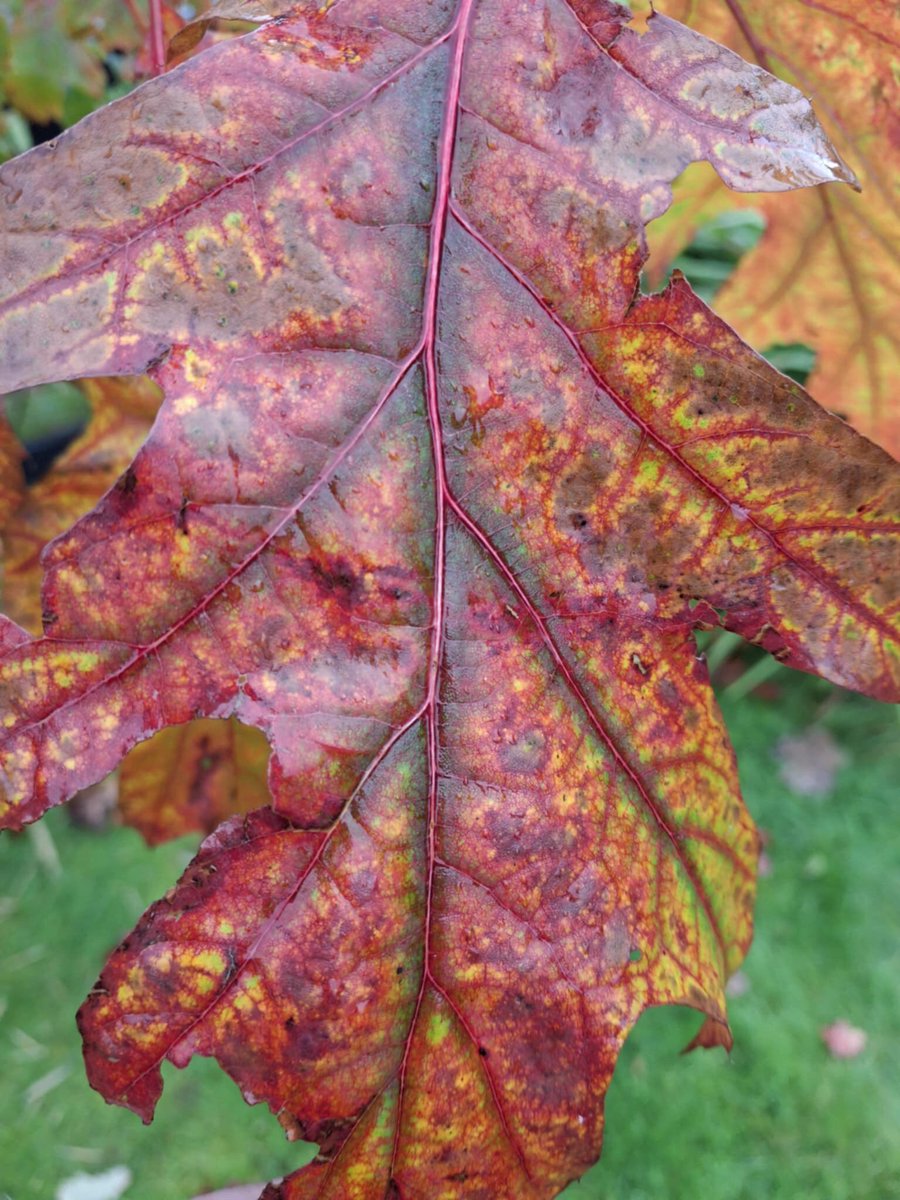 Autumn definitely here @kintailbop