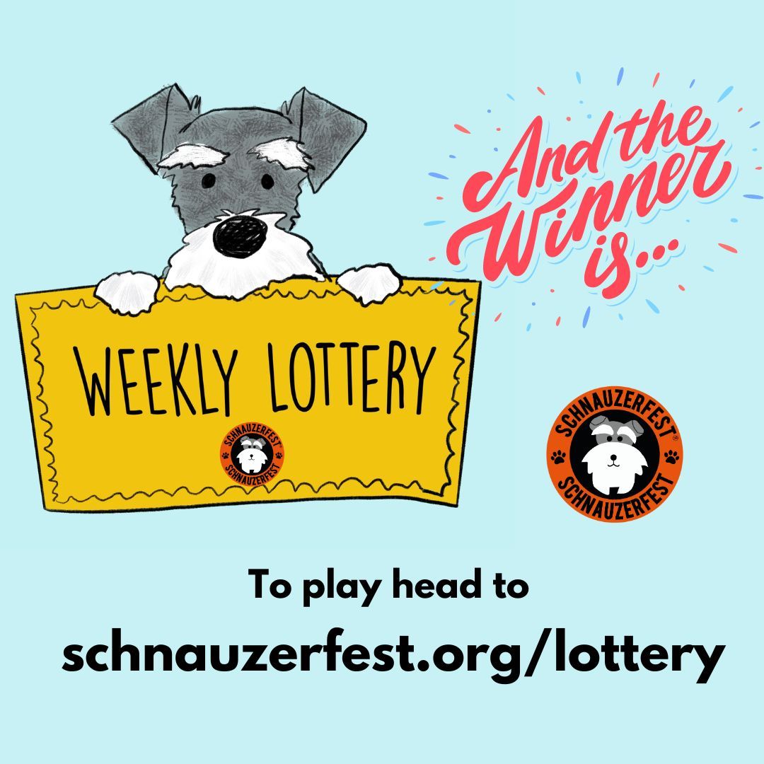 WHAT a month for #Schnauzerfesters this is! For the 2nd week in a row, last night a lucky Schnauzerfester scooped £250 🎉

If you'd like to join the fun &amp; support follow the link 👊
buff.ly/4h6hfve