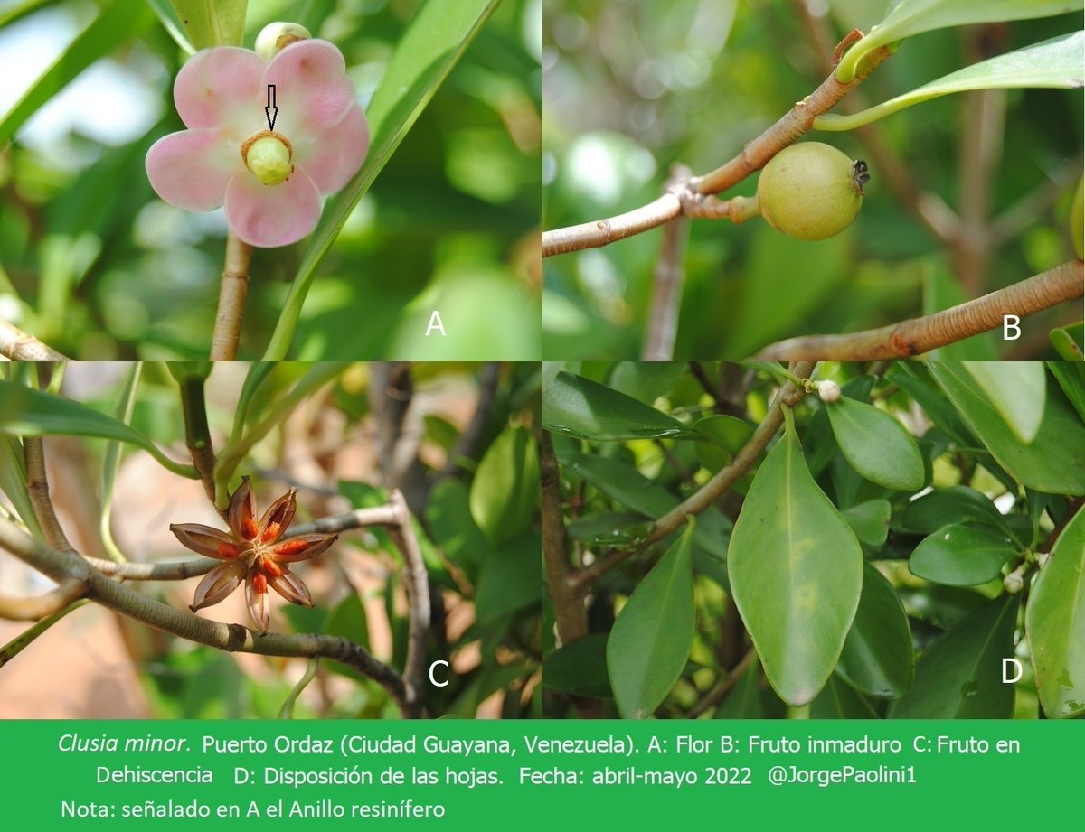 #CLUSIACEAE
Hoy les traigo la Clusia reginae encontradas en Los Andes venezolanos y la Clusia minor en Ciudad Guayana (VEN).
Ambas son del Sector Retinostemon (genética).
¡Buen domingo para todos!