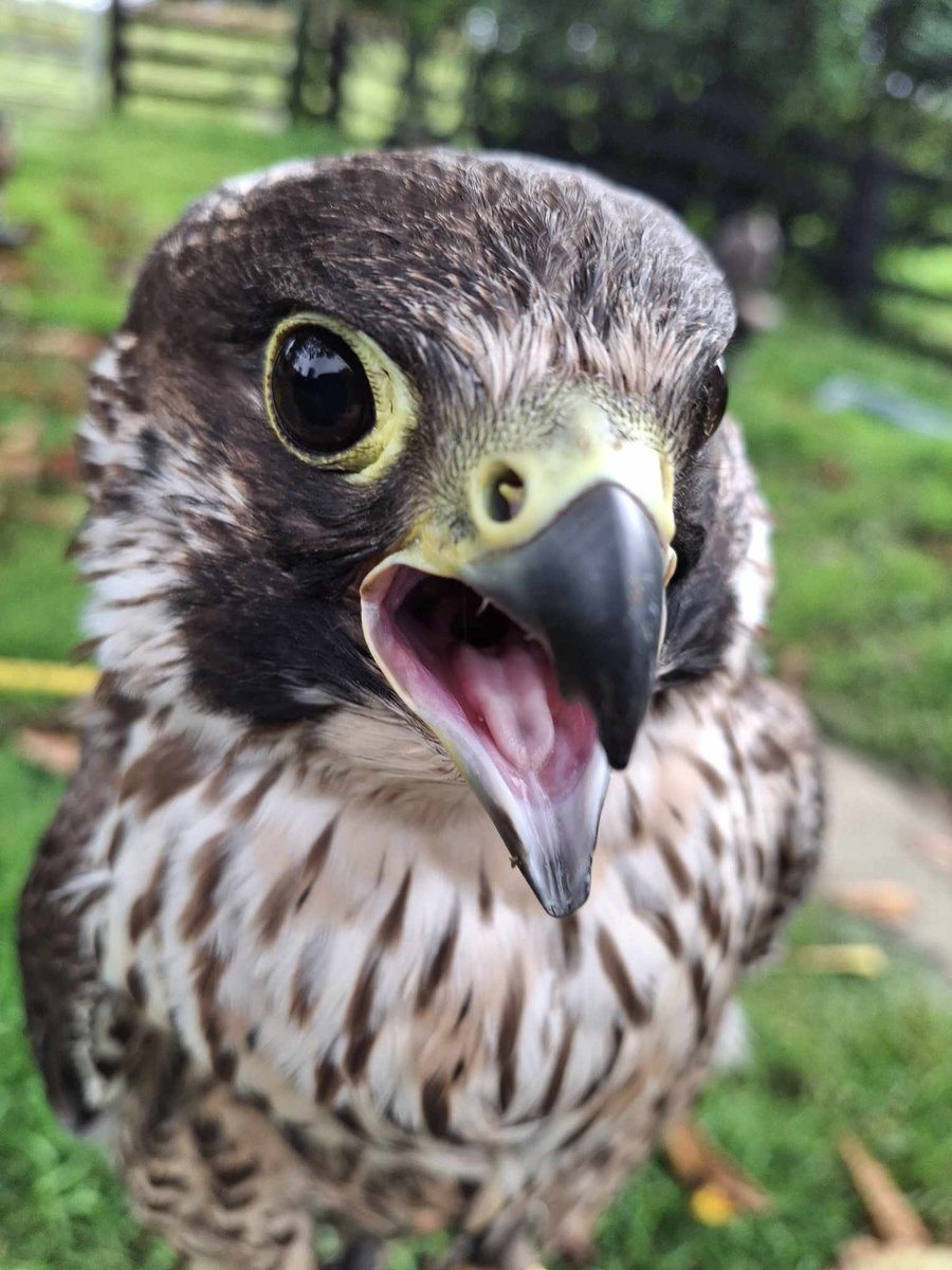 Haggis is happy it’s Sunday!! #peregrinefalcon #lochawe #lochawefalconry #falconryargyll