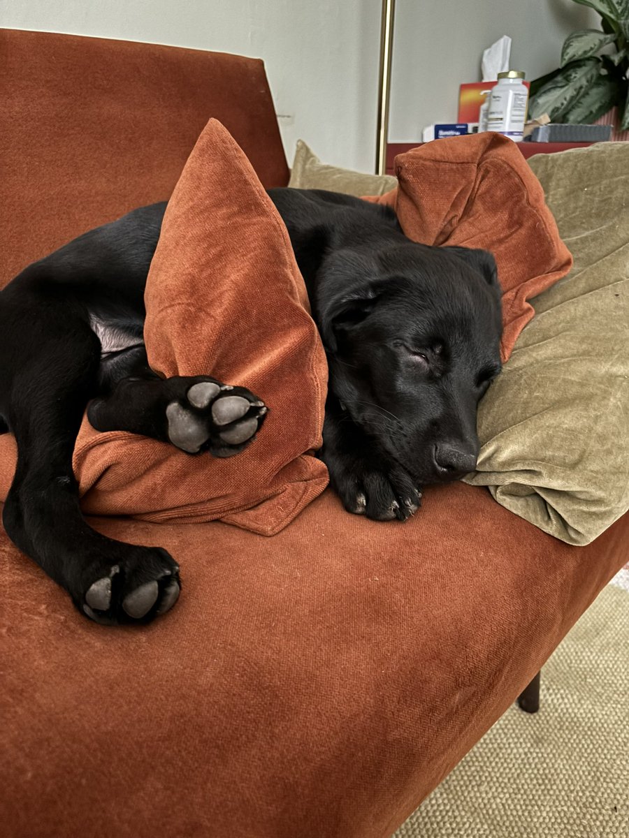 Hab mich super durchgesetzt mit meinem Couchverbot. 💪🏻🙄