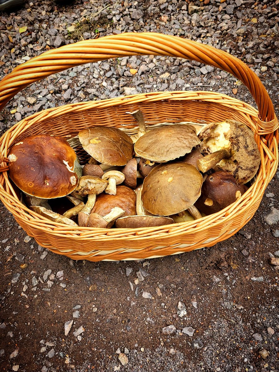 AniolekL's tweet image. ✌️Nice Sunday 🍄🍁💪
#mushrooms #mushroomhunting #Sundayfeeling #Sundayfeeling #naturephoto #NaturePhotography #NatureBeauty #photography #photographylovers #Photos 
📸Aniolek