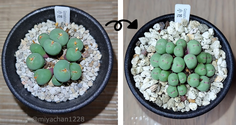 miyachan1228's tweet photo. #タニパト 🌵💕 おまめさんたち🫛脱皮が終わってこんなに増えました🥰お口もほんのりピンク色になってかわいい🙌💕 #コノフィツム #多肉植物 #conophytum #pageae #パゲアエ https://t.co/1oZYUUwnPg