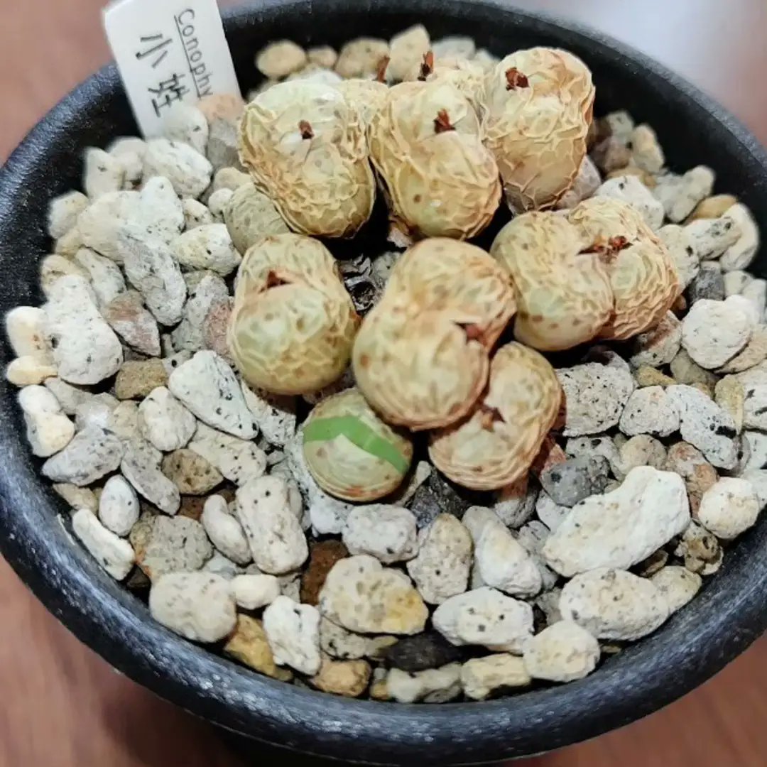 miyachan1228's tweet photo. ちなみに脱皮中の様子です🥜🥰
#コノフィツム #多肉植物 #conophytum #pageae #パゲアエ https://t.co/q8O65eKHkh