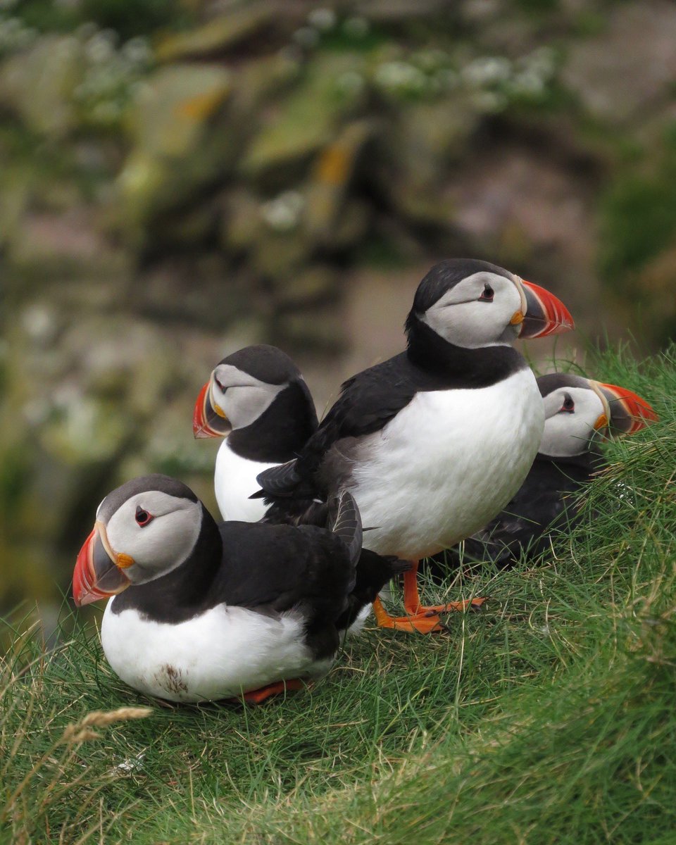 Happy #SuperSeabirdSunday from Sumburgh Head!