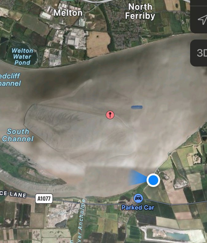 The two Snow geese on Redcliffe Sands with pinks  again this morning.