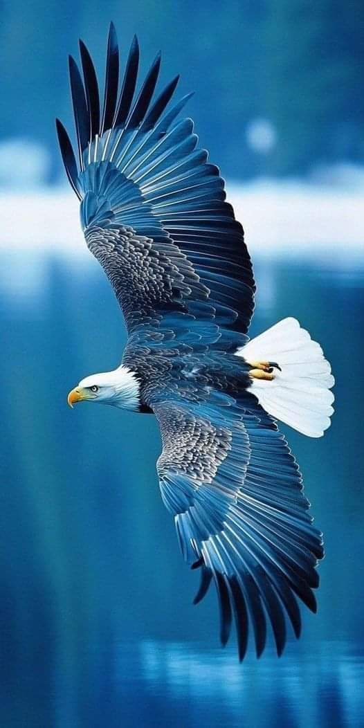 #FlyEaglesFly #wildearth #NatureBeauty #weekendfun