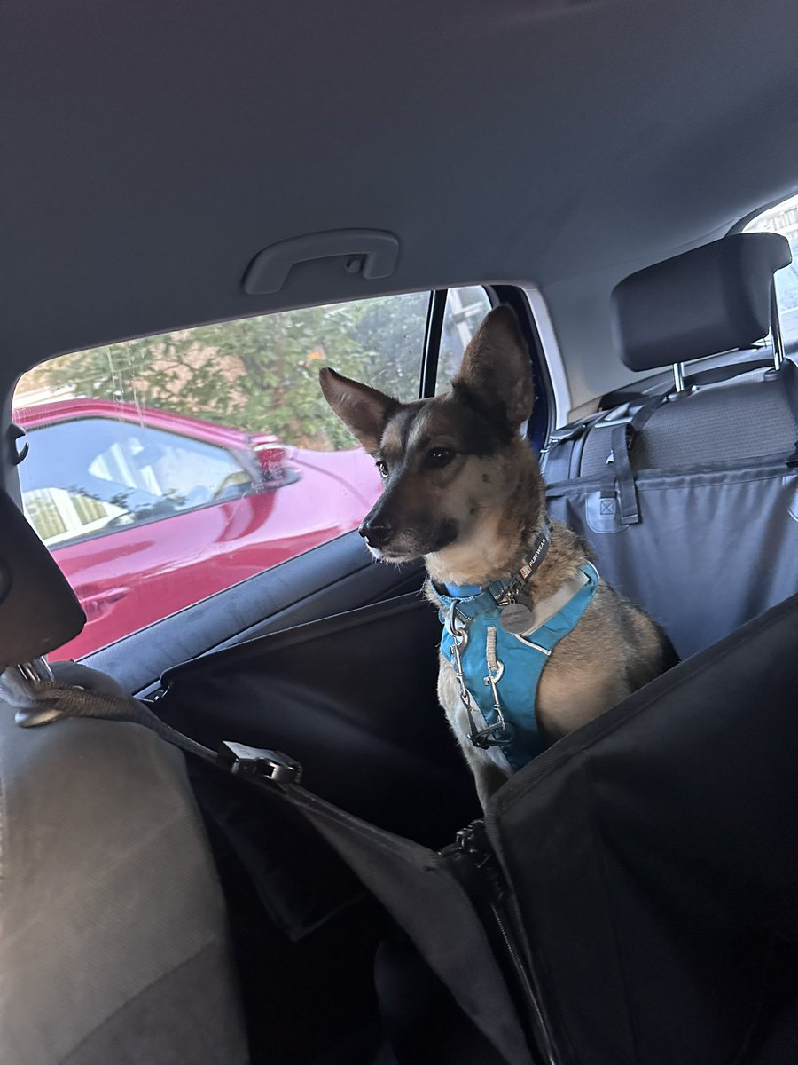 Driving back from the park after a short but decent walk with #sophiefromromania