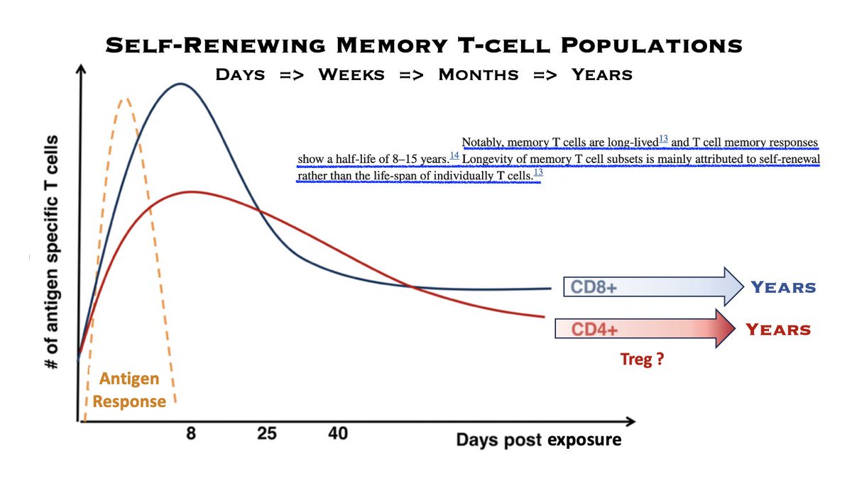 1. $CRVS #ITK inhibitor #soquelitinib directly affects T-cells which can maintain long-lived populations after the initial immune response via Memory T-cells.
Self-renewal allows cells to live for years ready to defend against future immune/cancer reoccurance.