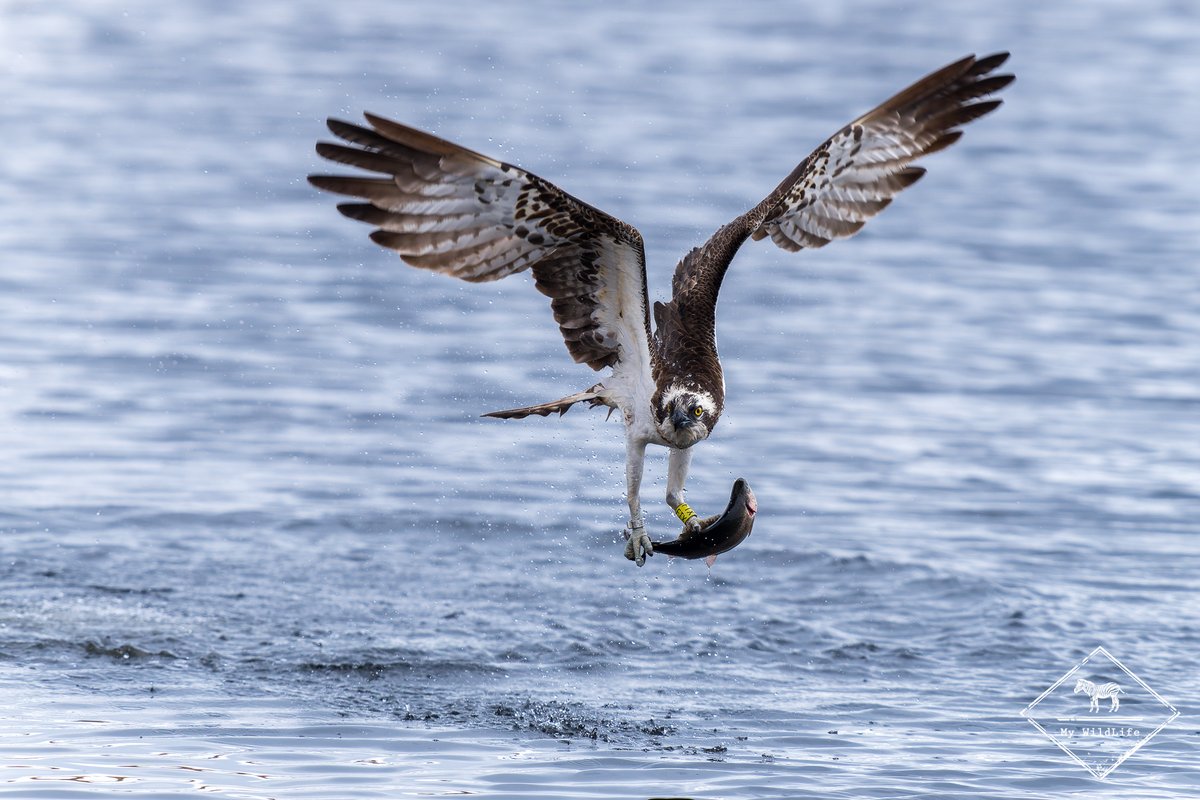 BlogMyWildlife's tweet image. Affût photo balbuzard pêcheur en Finlande : retour sur ma session, présentation des affûts et conseils pratiques pour que vous le photographiiez à votre tour my-wildlife.com/affut-photo-ba… 📷

#osprey #balbuzardpecheur