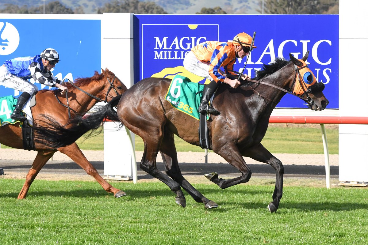 RacingVictoria's tweet photo. ⏲💙 Victory for Midnight Blue in the Seymour Cup in front of a healthy crowd of 2,500 spectators @seymourrc has completed a super weekend for the team @TeAkauRacing 🍊🥝 https://t.co/KZfqsy9y24