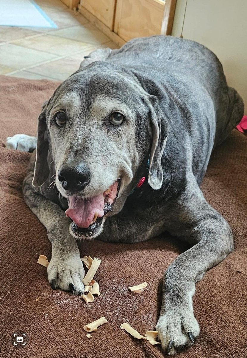 Dog Lovers tweet media