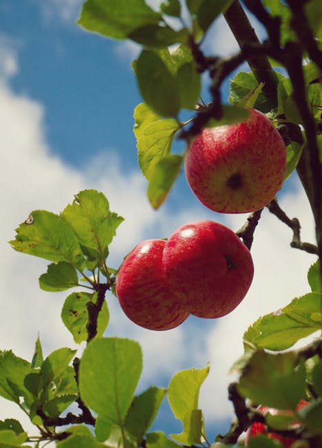 FCCcountryside's tweet photo. HEDDIW!!! || TODAY!!!
Diwrnod Coed a Pherllannau || Wonderful Woods, Tree and Orchard Day.
Parc Gwepra || Wepre Park.
11.00 - 15.00
Mynediad am ddim || Free entry
#WeprePark #OrchardsUK #UKWoodlands https://t.co/kK9HVLlw6p