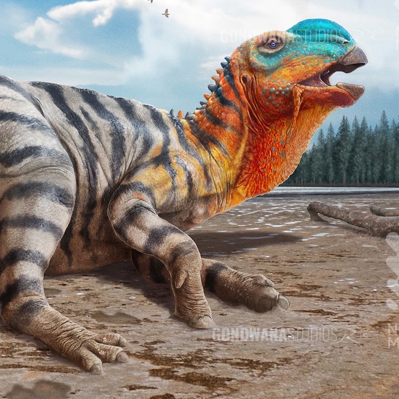 DragonsofWales's tweet image. Honk!
Hadrosaurus: detail from an illustration for the Dinosaurs: Surviving Extinction exhibition, now open at Newcastle Museum, Australia.