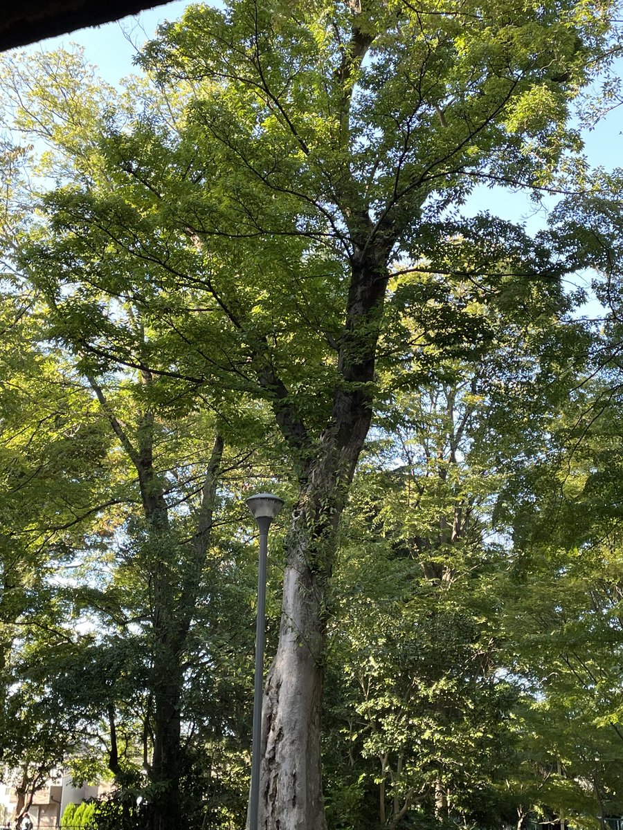 ゆきさる🐵低空飛行中 tweet media