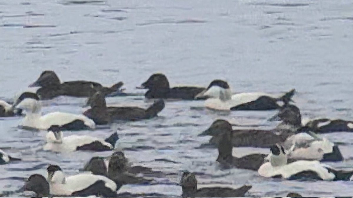 Duncan Watson (@tynemouthbirds) on Twitter photo Day 1 of a week on Shetland was mostly spent sheltering from the rain but we had good, if distant, views of the white-winged scoter at Wadbister on our way north. Continuing the white-winged theme a juv glauc was then outside our window <a href="/bordanoostlodge/">Unst holiday let & B&B</a> in Haroldswick late pm. Day 1 of a week on Shetland was mostly spent sheltering from the rain but we had good, if distant, views of the white-winged scoter at Wadbister on our way north. Continuing the white-winged theme a juv glauc was then outside our window <a href="/bordanoostlodge/">Unst holiday let & B&B</a> in Haroldswick late pm.