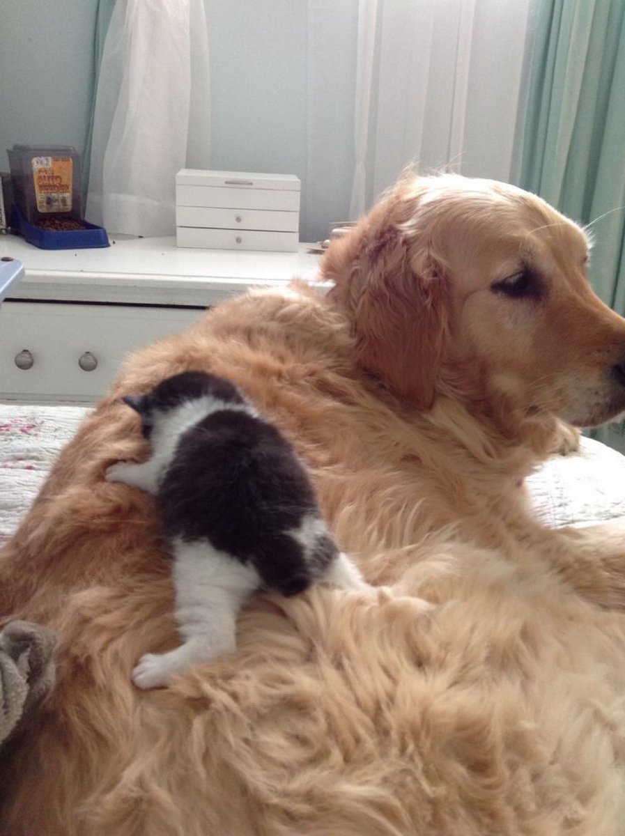 แกมั่ยต้อมกัวนะ นี่จาปดป้องเอง                                        อือๆ